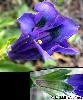 Fleur Calice