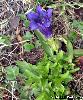 Gentiana acaulis
