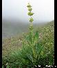 Gentiana lutea