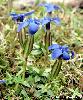 Gentiana verna