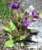 Gentianella campestris