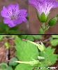 Fleur Fruit