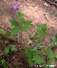 Geranium nodosum