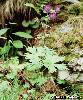 Geranium phaeum