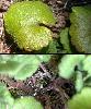 Feuille Tige