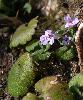Glechoma hederacea subsp. hederacea