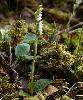 Goodyera repens