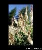 Fleur Et Feuilles
