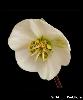 Fleur