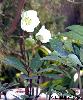 Helleborus niger