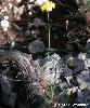 Hieracium cymosum
