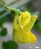 Fleur