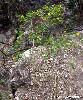 Hippocrepis emerus