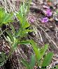 Lathyrus montanus - Voir la fiche de la fleur