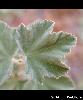 Feuille