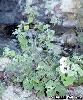 Lavatera maritima