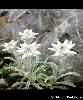 Leontopodium alpinum