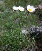 Leucanthemum burnatii