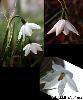 Fleur Spathe