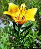 Lilium bulbiferum subsp. croceum