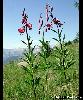 Lilium martagon
