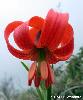 Fleur (vue Inf)