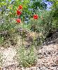 Lilium pomponium
