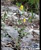 Medicago lupulina