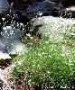 Minuartia laricifolia subsp. laricifolia
