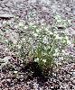 Minuartia rostrata