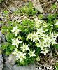 Minuartia rupestris