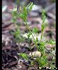 Minuartia tenuifolia