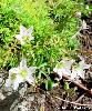 Minuartia verna
