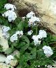 Myosotis alpestris
