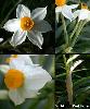 Fleur Spathe