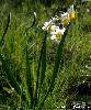 Narcissus tazetta