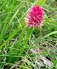 Nigritella corneliana