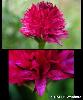 Fleurs
