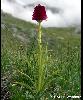 Nigritella rhellicani