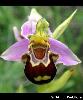 Ophrys apifera