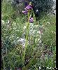 Plante
