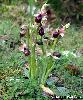 Ophrys arachnitiformis