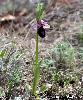 Ophrys bertolonii