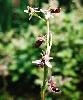 Ophrys bertolonii subsp. saratoi