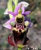 Ophrys fuciflora