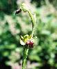 Ophrys fusca