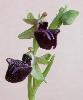 Inflorescence