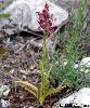 Orchis fragrans