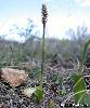 Orchis intacta