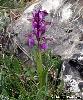 Orchis morio